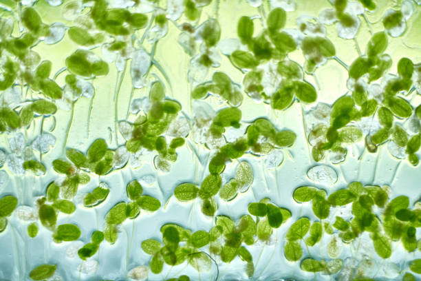 istock Microgreen texture green background. Vegan bio eco natural food pattern. 1310327804