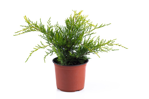 Evergreen tree in pot isolated on white background