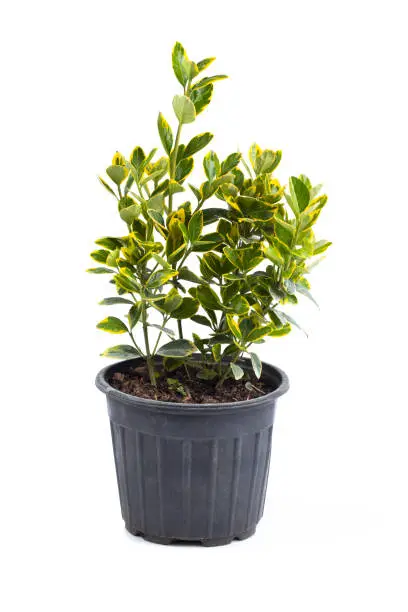 Photo of Evergreen tree in pot