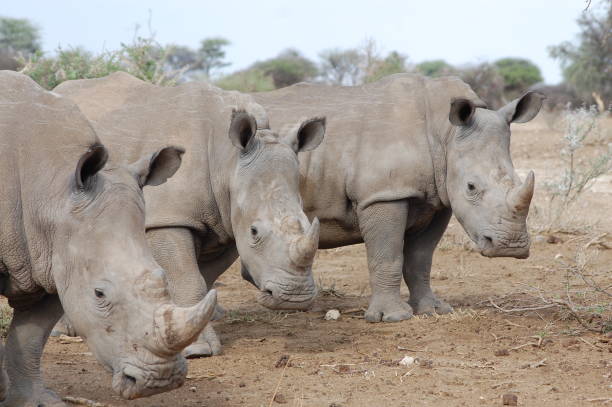 istock Namibia Collection - Rhinoceros In the Wild 1310328102