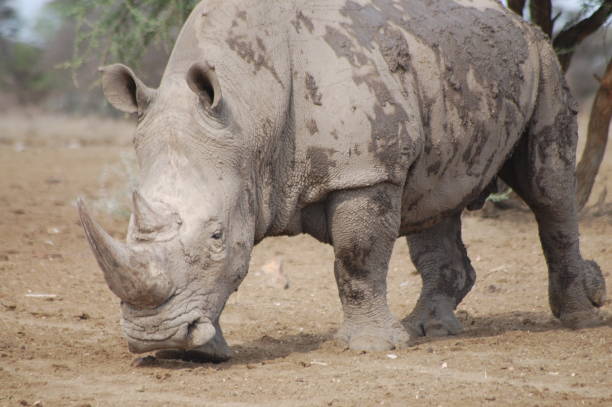 istock Namibia Collection - Rhinoceros In the Wild 1310328111