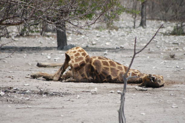 Giraffe carcass in the wild in Namibia - a country in southern Africa.