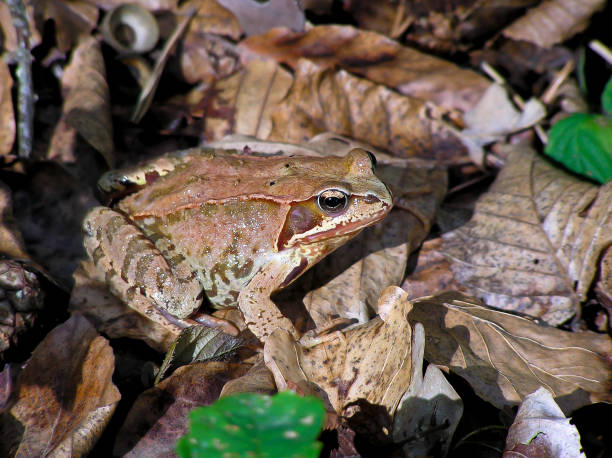 istock The frog sits in the forest on old foliage 1310328223