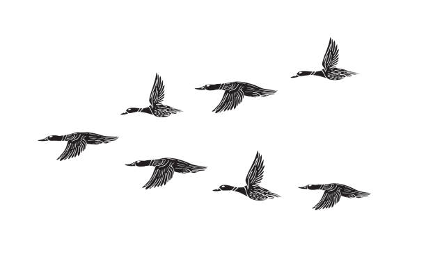 Vector hand drawn doodle sketch black flock of flying duck Vector hand drawn doodle sketch black flock of flying duck isolated on white background goose bird stock illustrations