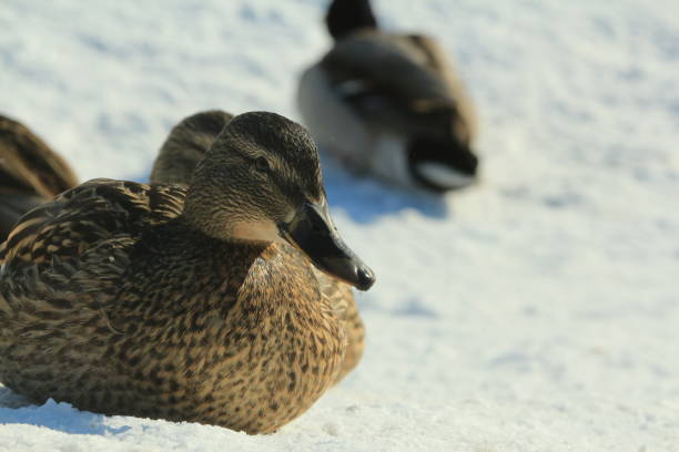 istock Mallard duck close-up on snow-covered ice on a sunny winter day. 1310328372