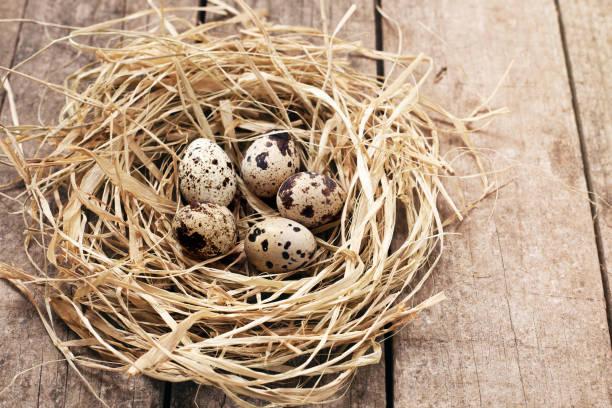 istock Organic eggs in nest on wooden background. 1310329028