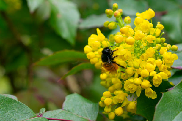 Osmia cornuta on mahonia aquifolium's flowers stock photo