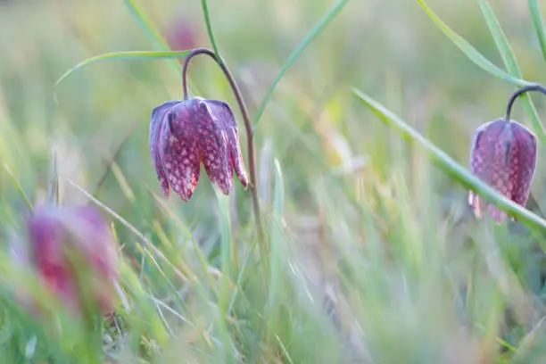 Some back lit fragile flower, growing Snake's Head Fritillary (Fritillaria meleagris) in wetland in spring.