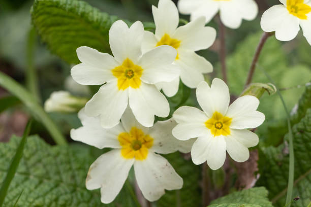 istock Primroses in a garden 1310330573