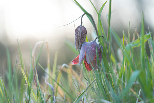 Snake's Head Fritillary (Fritillaria meleagris) in a meadow during a beautiful springtime day in the delta of the river Vecht in Overijssel, The Netherlands.