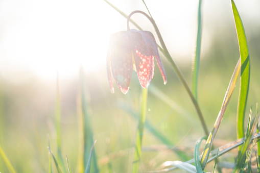One back lit fragile flower, growing Snake's Head Fritillary (Fritillaria meleagris) in wetland in spring.