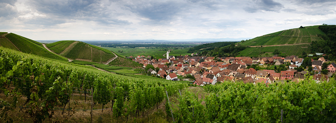 Summer view between the vines of the vineyard and the bell tower of Katzenthal, famous winemaking village in Alsace, near Colmar and Keysersberg (France)
