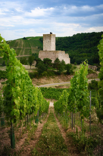 виноградники катценталя, эльзас (франция) - haut rhin стоковые фото и изображения