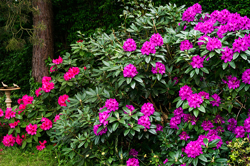 Large purple and red rhododendrons in bloom in spring near Paris, with birdbath