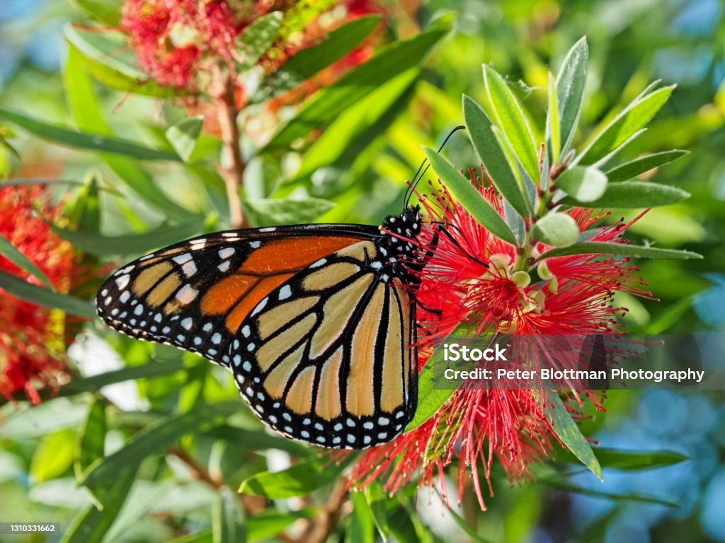 Monarch butterfly feeding and collecting nectar from a crimson bottlebrush tree Bottlebrush - Plant Stock Photo