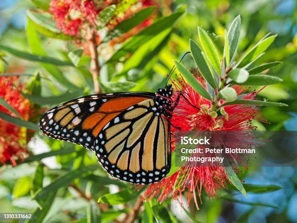 Monarch Butterfly Feeding And Collecting Nectar From A Crimson Bottlebrush Tree Stock Photo - Download Image Now