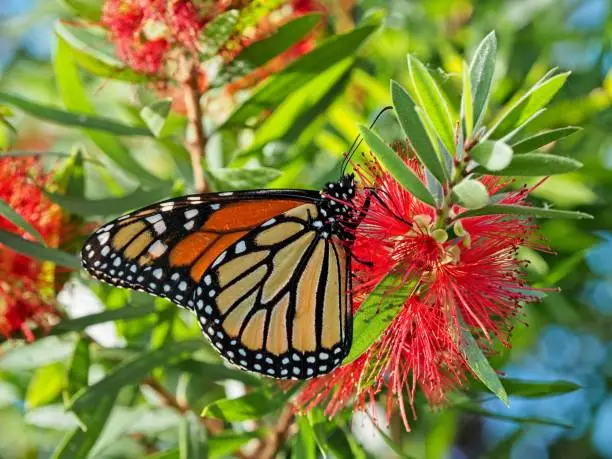Monarch butterfly feeding and collecting nectar from a crimson bottlebrush tree