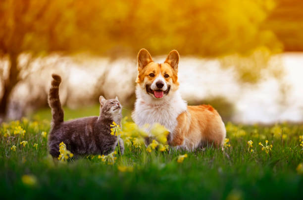 fluffy friends a corgi dog and a tabby cat sit together in a sunny spring meadow cute fluffy friends a corgi dog and a tabby cat sit together in a sunny spring meadow feline photos stock pictures, royalty-free photos & images