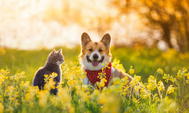 flauschige freunde, ein corgi-hund und eine gestromte katze sitzen zusammen auf einer sonnigen frühlingswiese - katzenjunges fotos stock-fotos und bilder
