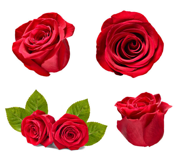 istock flower rose petal blosspm background 1310332614