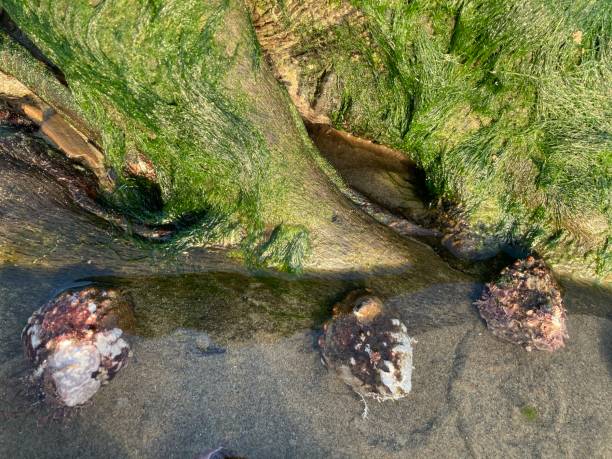 trois escargots de mer dans la piscine de marée - tide energy water textured photos et images de collection