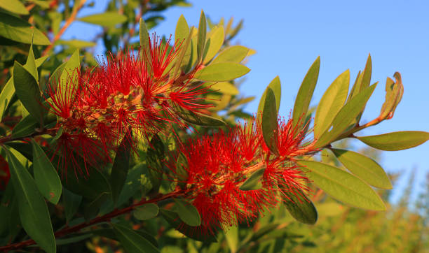 istock Bottlebrush flower against clear sky,close up 1310332787