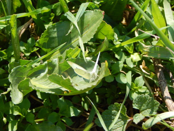istock White butterfly on the big green leaf 1310334387