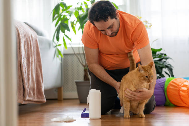 istock Latin man cleaning his cat using cleaning disposable towel 1310334749