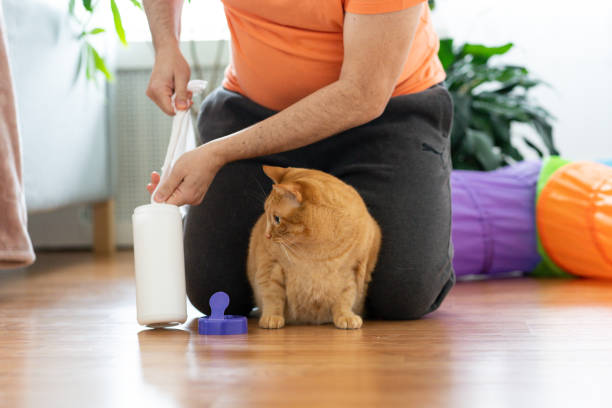 istock Latin man cleaning his cat using cleaning disposable towel 1310334777