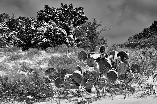 The morning after a Texas snowstorm, I went for a walk up a hiking trail and saw this cactus with snow.