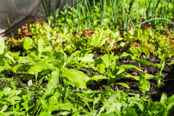 Defocus organic farm vegetable gardening. Onion, leek, aragula, spinach, salad, lettuce. Greens, greenery in arch solar house. Organic farming, seedlings growing in greenhouse. Outdoor. Out of focus. desenfoque la jardinería vegetal orgánica de la granja. cebolla, puerro, aragula, espinacas, ensalada, lechuga. verdes, vegetación en casa solar arco. agricultura ecológica, plánmillas creciendo en invernadero. al aire libre. fuera de foco
