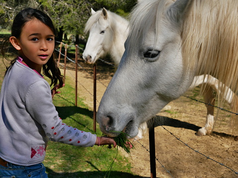 A mixed race girl feeding a white horse