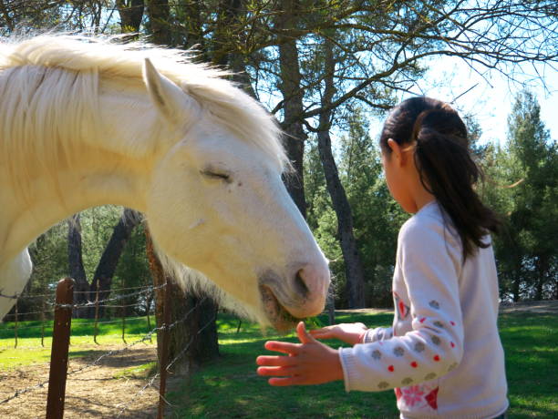 istock A mixed race girl feeding a white horse 1310336761