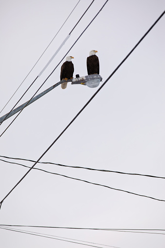Intersecting power lines with two bald eagles in the middle