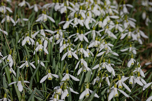 background, beautiful, beauty, bloom, blooming, blossom, botanic, botanical, botany, bright, brightly, calendar, clean, close-up, closeup, detail, early spring, flora, floral, flower, flowers on background, forest, fresh, freshness, galanthus nivalis, garden, grass, green, head, leaf, light, macro, meadow, natural, nature, nobody, petal, plant, season, seasonal, seasons, selective focus, snowdrop, snowdrops flower, spring, springtime