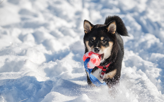 3-month old black and tan Shiba Inu puppy playing in the snow with a ball toy