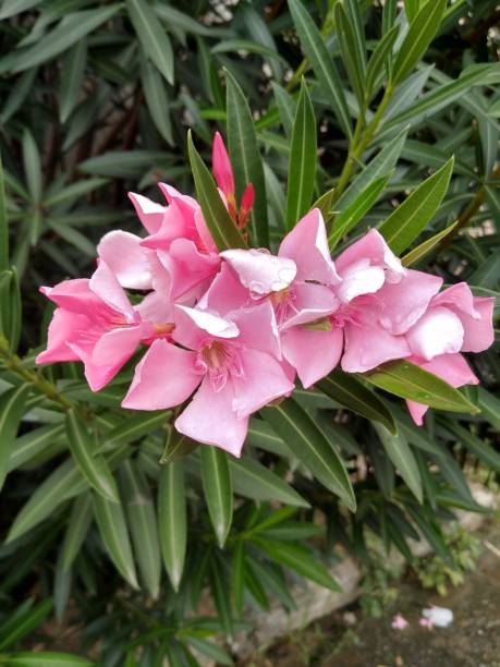 istock Pink flowers / plants and leaves 1310341474