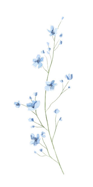 Watercolor retro floral twig with meadow dried blue flowers Floral vintage twig with meadow dried blue flowers isolated on white background. Watercolor hand drawn illustration sketch weed leafs clip art stock illustrations