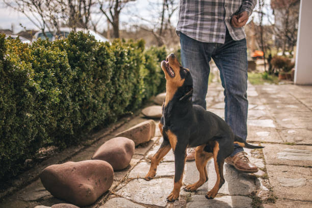 istock Dog spending time in back yard with his owner and looking at him 1310342715
