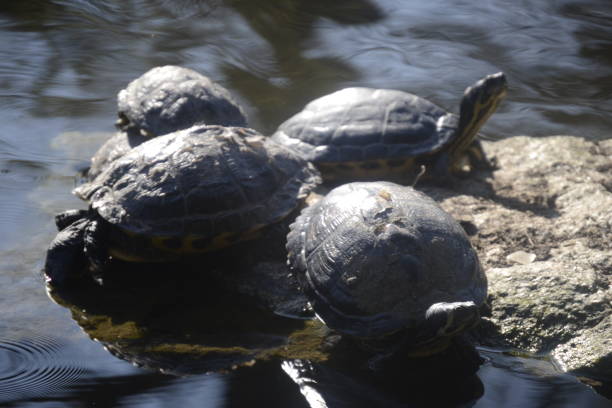 istock The turtles bask in the Easter days 1310343224