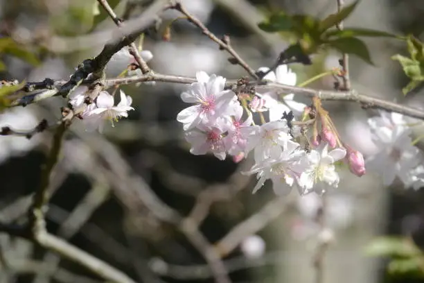 Photo of A cherry blossom tree with full bloom magic