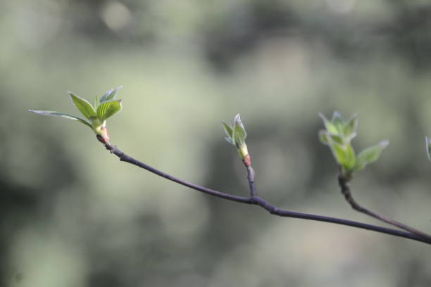 istock A flower bud is waiting for the sun 1310343270