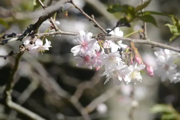 Photo of A cherry blossom tree with full bloom magic