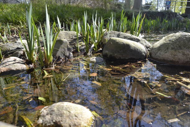 istock A beautiful pond at the Japanese Park 1310344529