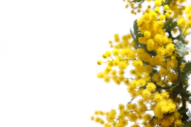 istock flowers of mimosa in a white background 1310346849