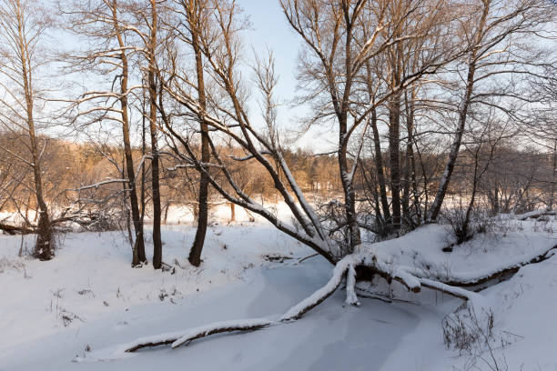 istock a narrow river in the forest in winter 1310347127