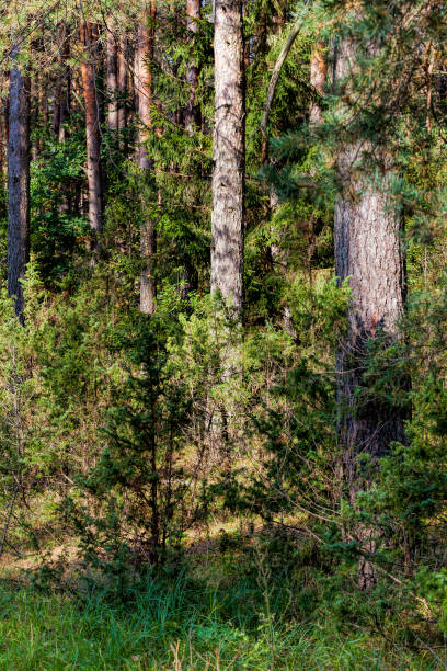 istock mixed forest in the autumn season during leaf fall 1310347807