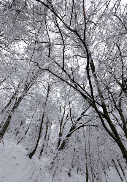 istock deciduous trees without foliage in the winter season 1310347827