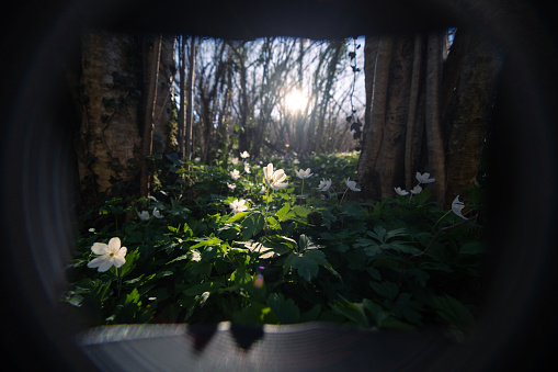 Spring wild white flower wood anemone wide-angle lens