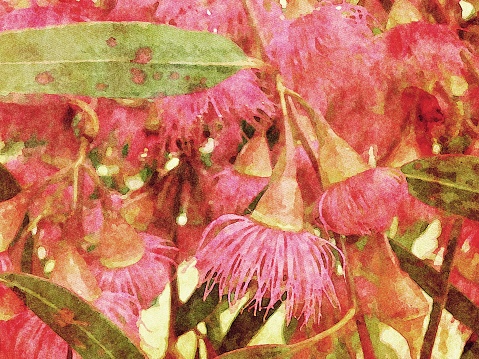 This is my Photographic Image of Pink Eucalyptus Blossom in a Watercolour Effect. Because sometimes you might want a more illustrative image for an organic look.